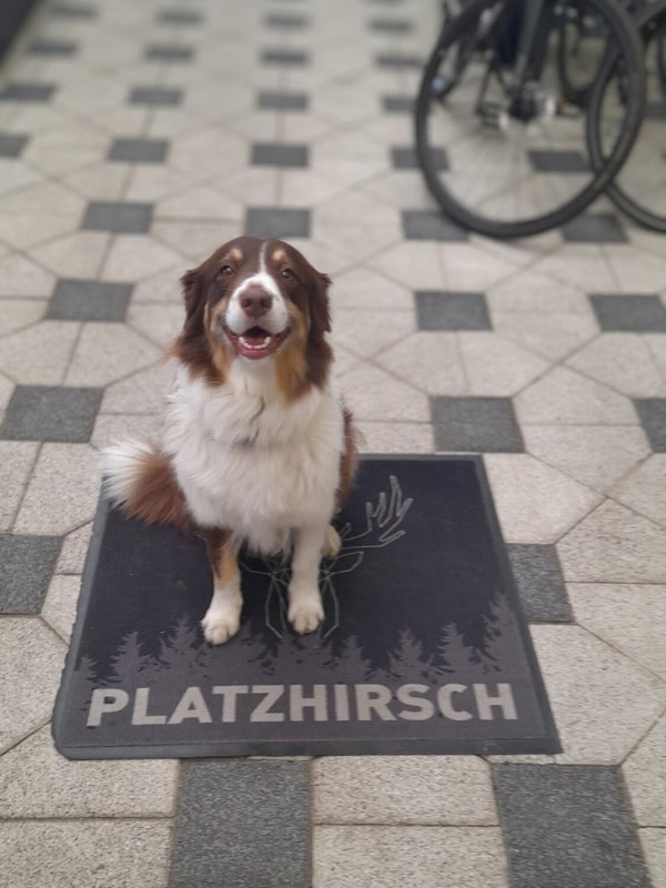 Hund sitzt auf Begrüßungsmatte bei Fahrradparkplatz in Werl.
