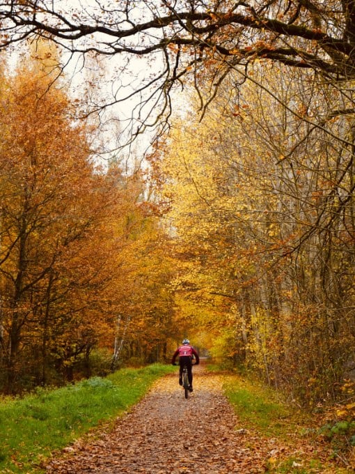 Radfahrer auf herbstlichem Waldweg in Wäldern bei Werl.