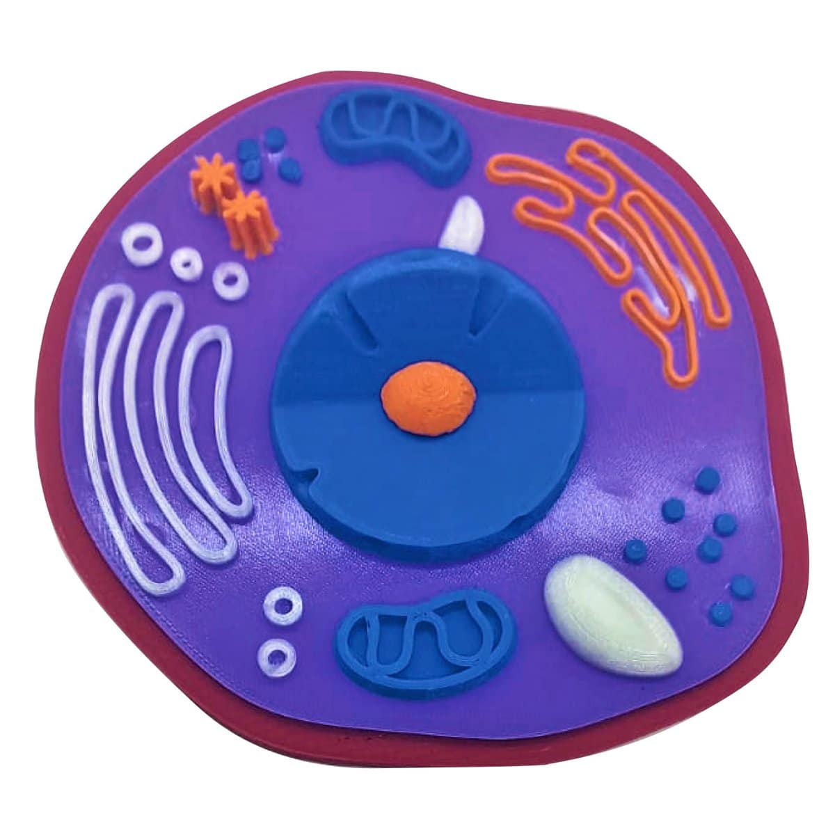 Colorida maqueta 3D de una célula, perfecta para estudios científicos y de biología, con diversas estructuras en plastilina y resina de alta calidad.