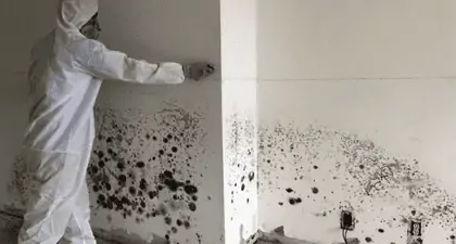 Mold Removal