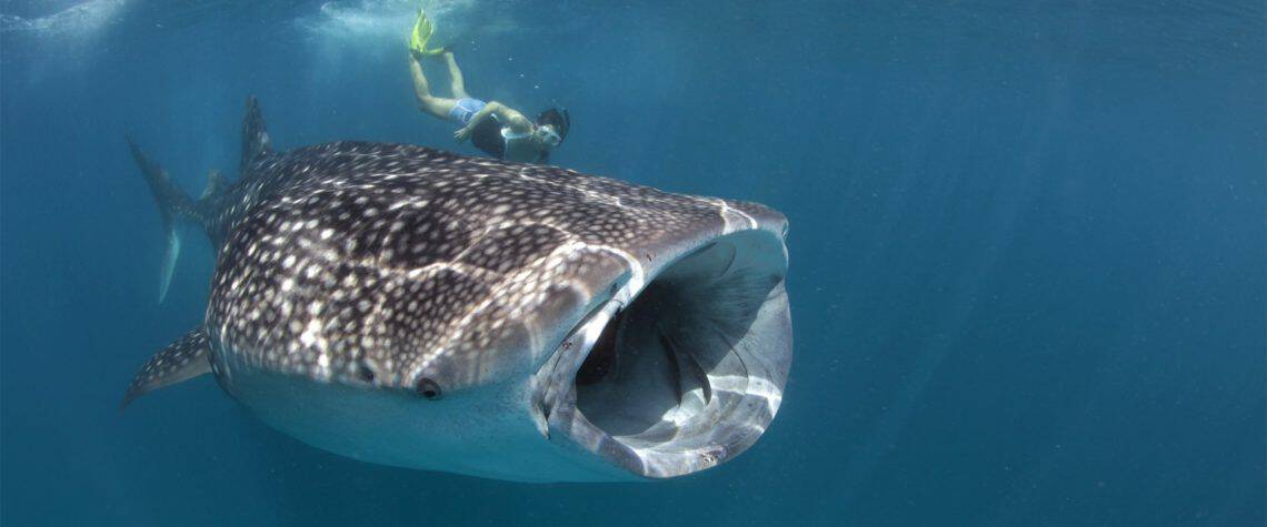 Swim With Gentle Giants