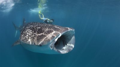 Swim With Gentle Giants