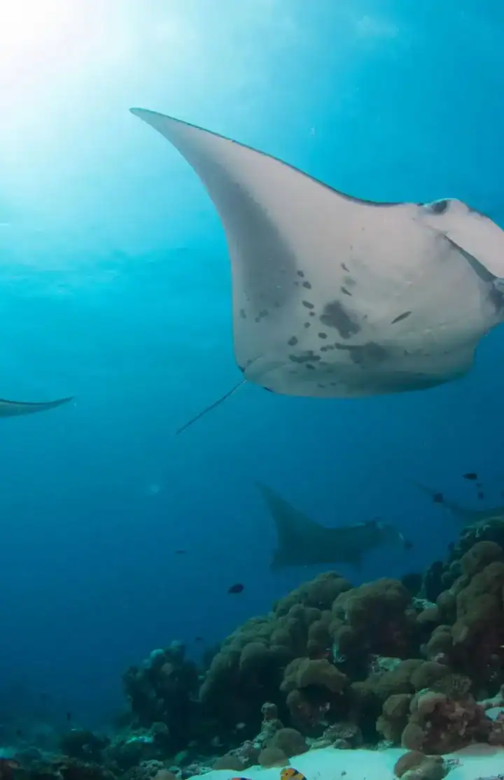 Life under water!