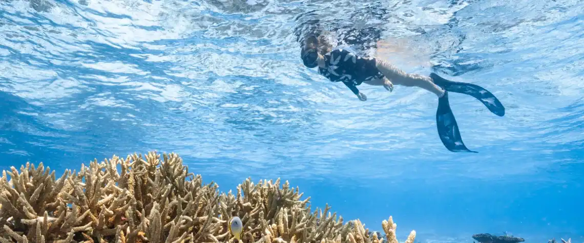 Guided Snorkelling