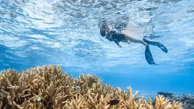 Guided Snorkelling