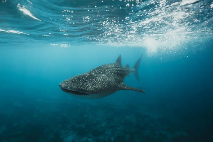 Diving