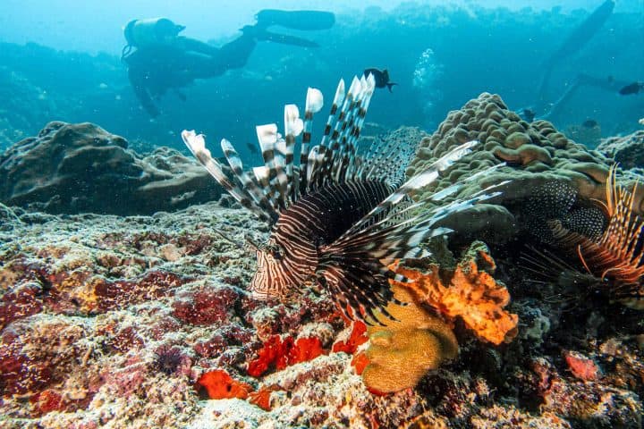 Diving