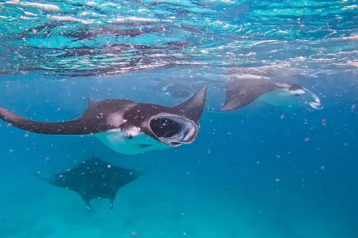 Manta Rays