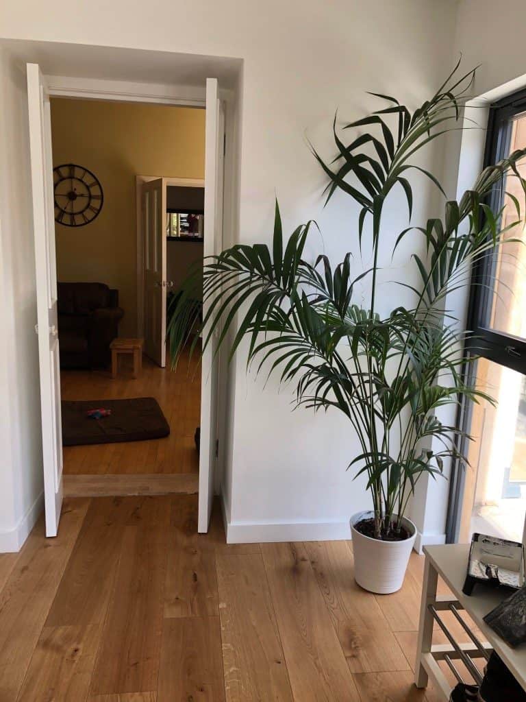 Bright living space featuring a large houseplant, natural light, and minimalist design.