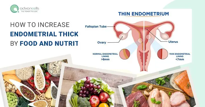 How to Increase Endometrial Thickness Naturally by Food and Nutrition?