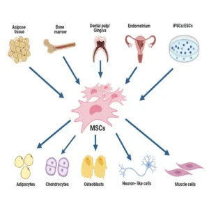 They have emerged as a revolutionary candidate to revolutionize advancements in regenerative medicine