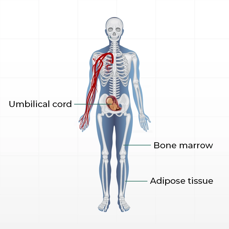 The diagram shows 3 regions from where adult stem cells can be isolated.