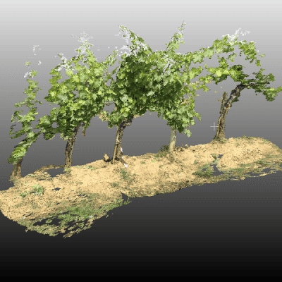 digital twin vigneto