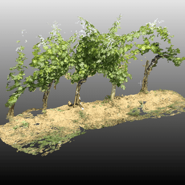 digital twin vineyard
