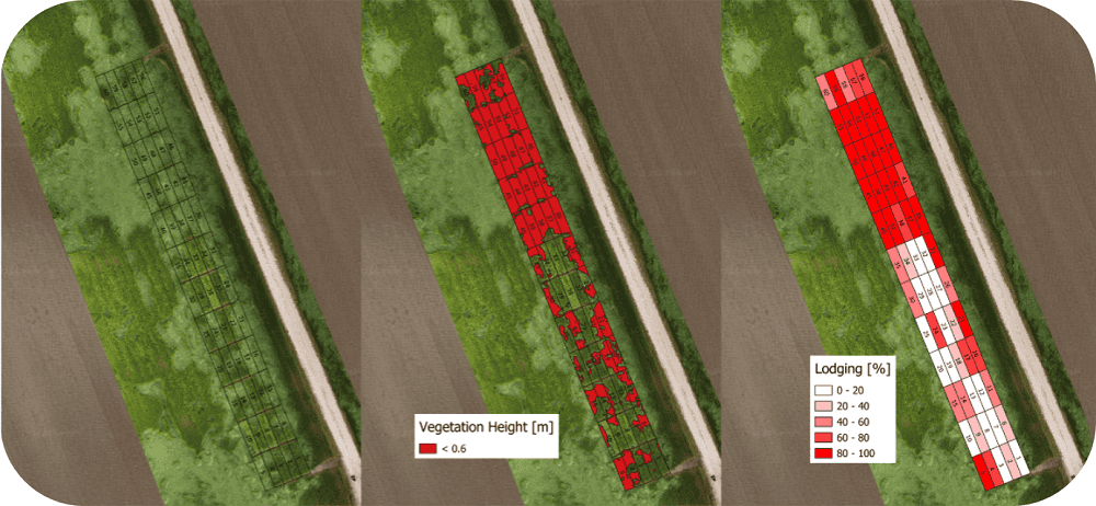 analisi allettamento colture cerealicole da drone