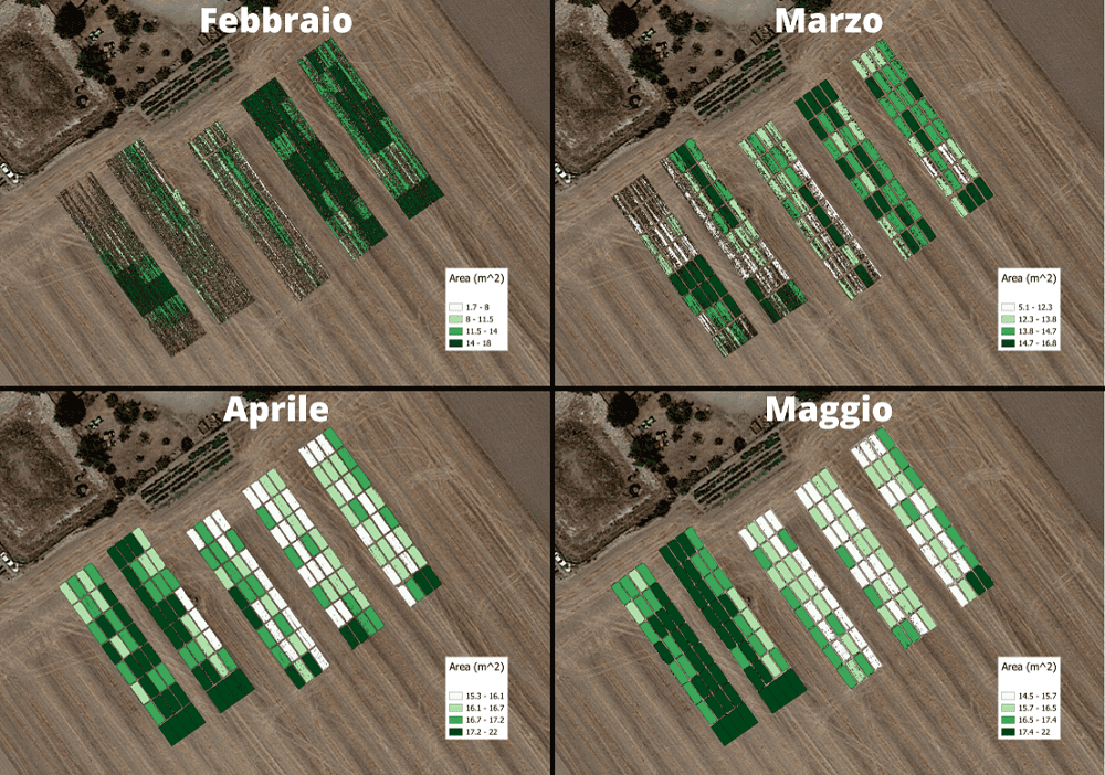 trial plot area vegetata