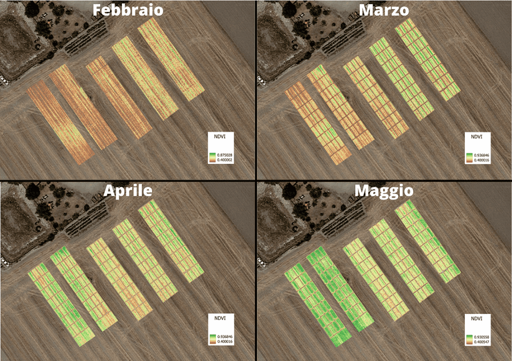 trial plot frumento NDVI