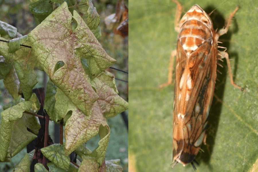 flavescenza dorata vigneto