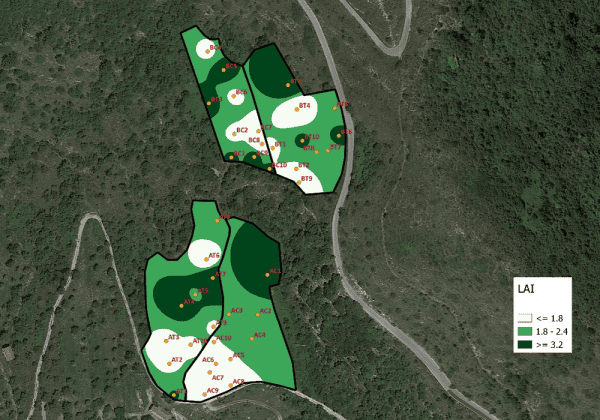 mappa di area fogliare LAI oliveto