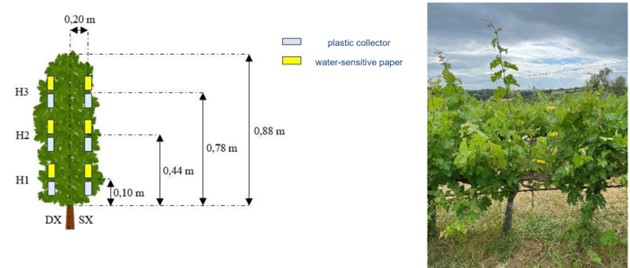 valutazione-efficacia-trattamenti-vigneto