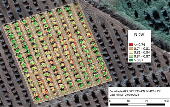 mappa-ndvi-chioma-pianta-agrumeto-vigore-vegetativo