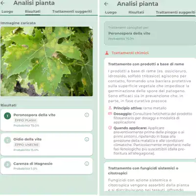Analisi fogliare di vite con risultati e trattamenti consigliati per la salute delle piante.