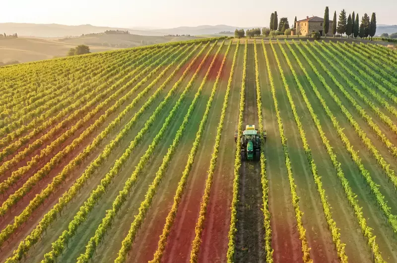 Vigneto coltivato con trattore che lavora tra le file di viti in un paesaggio rurale.
