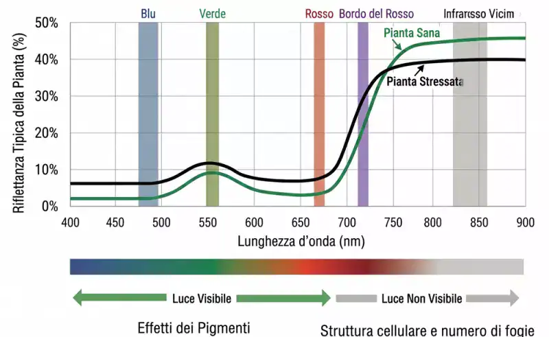 Grafico che mostra il rapporto tra lunghezza d'onda e riflettanza delle foglie di piante sane e stre.