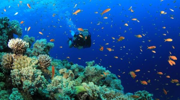 Best Places for Scuba Diving in Andaman