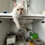 Cat and Plumbing