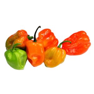 Bunte asiatische Paprika für Kochrezepte im Online-Shop.