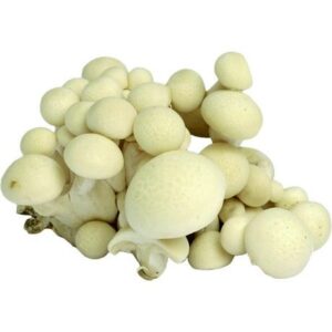 Asiatischer Shimeji Pilz 150g, frische Pilze für asiatische Gerichte.