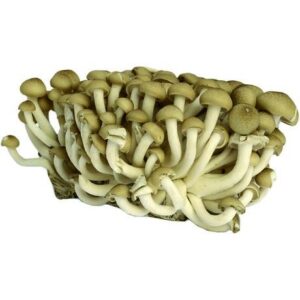 Asiatischer Shimeji Pilz 150g, frische Pilze für asiatische Gerichte.