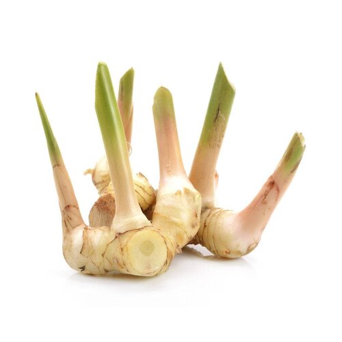 Frischer Galangal für asiatische Gerichte im Online-Shop.