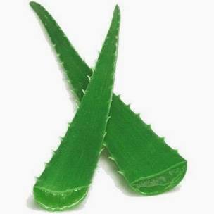 Frische Aloe Vera Blätter für asiatische Küche im Online-Shop.