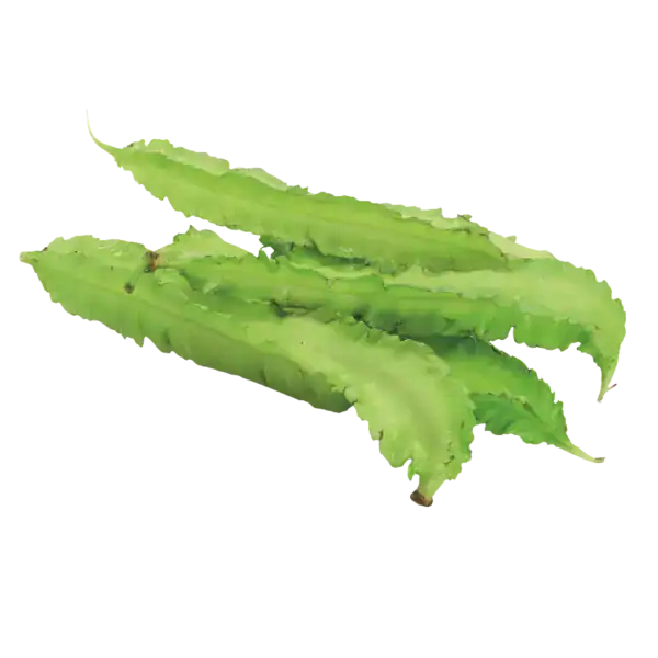 Frische asiatische Flügelbohnen für Ihre Küche, online kaufen.