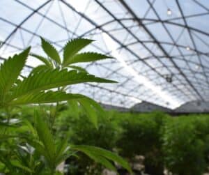 Close-up of bright green cannabis leaves in a large, modern glass-ceilinged greenhouse, where rows of plants flourish in the sun. This well-maintained environment provides growers with the assurance of optimal quality and consistency. 