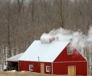 A red barn-like building with a white metal roof exhausts steam through a flue, reminiscent of a silent courtier among bare trees. A pile of wood is stacked nearby, and a thin layer of snow covers the ground, suggesting late winter or early spring. 