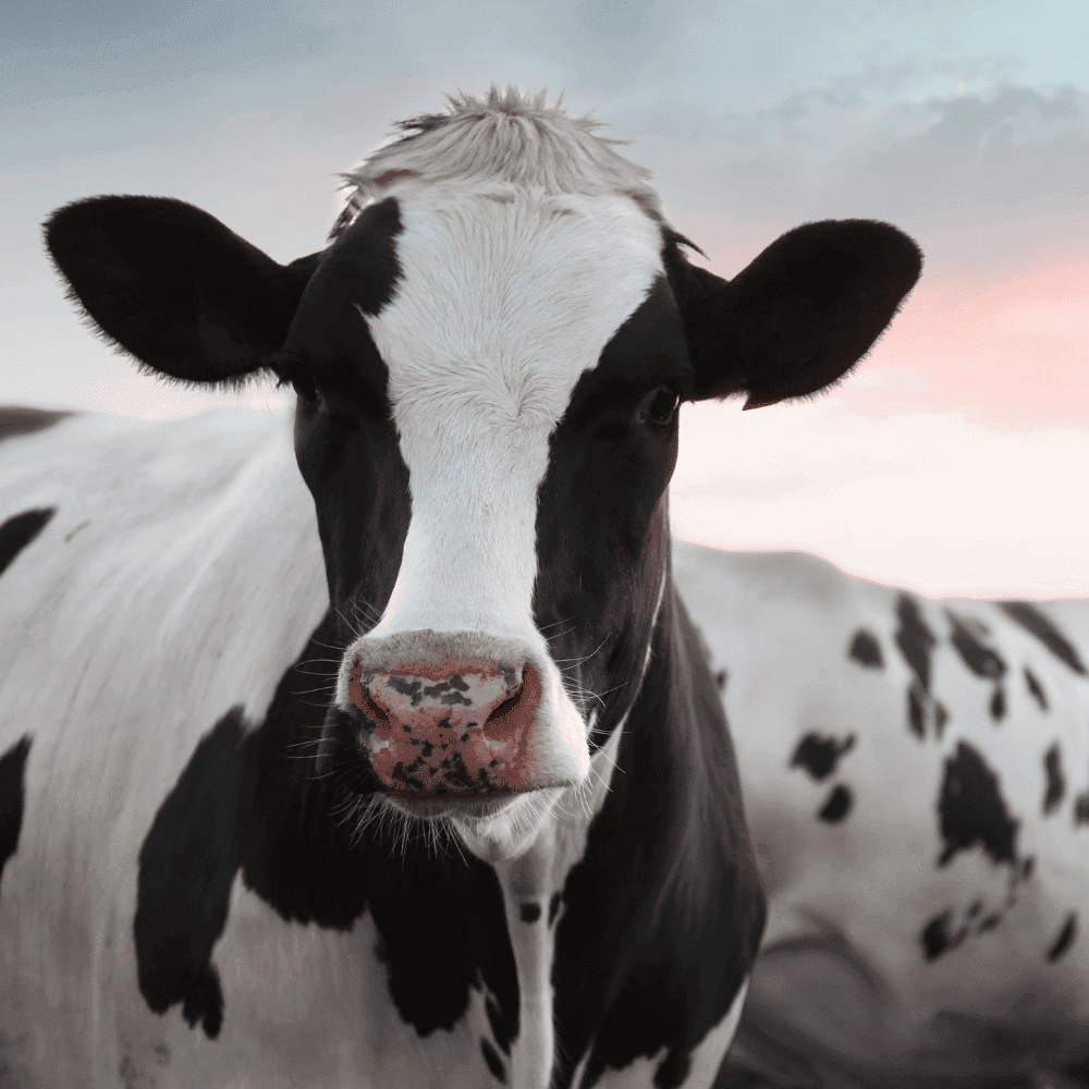 Vache laitière en gros plan au lever du soleil.