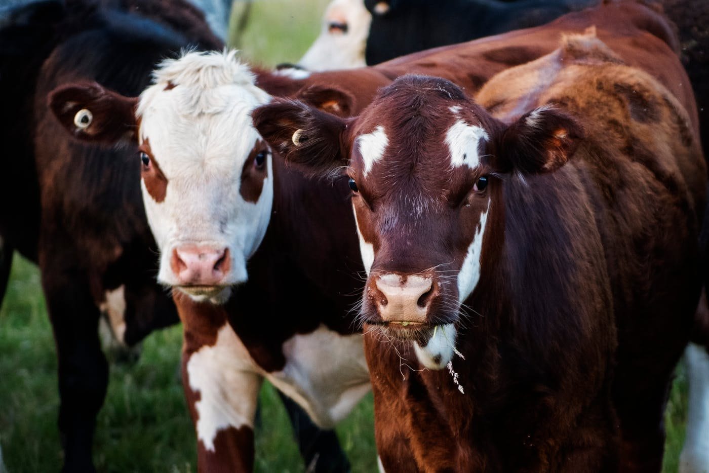 Ferme laitière — assurance Assur360