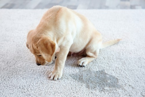 pet-waste-carpet-cleaning