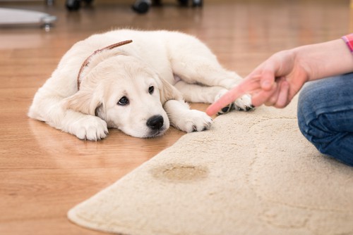 Dog urine on carpet
