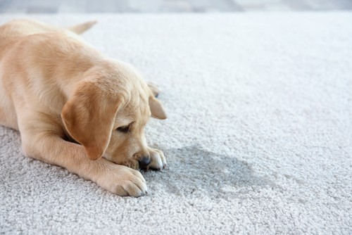 Dog urine on carpet