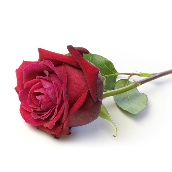 Shea + Rose Damaszener