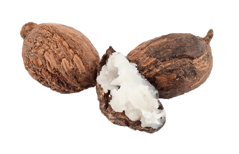 Biologische Sheanüsse pflanzliches Fett