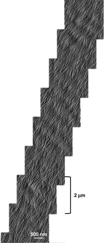 AFM image of plant cell wall