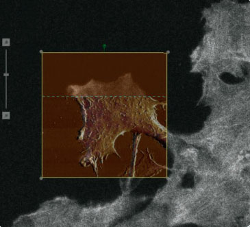 AFM and confocal microscopy