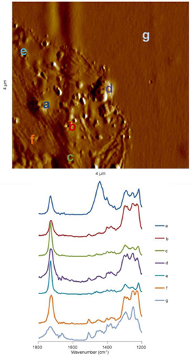 AFM-IR toner particle