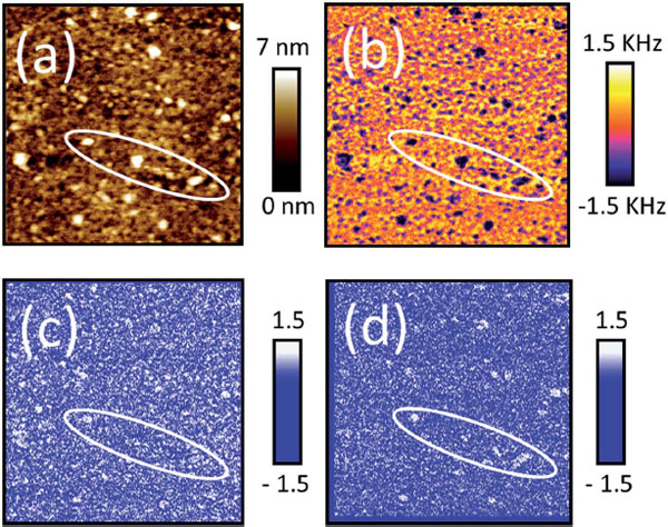AFM-IR of water uptake in organic coatings