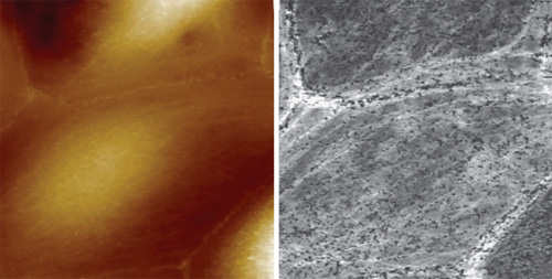 AFM on live cells
